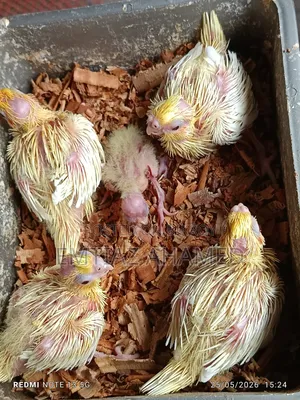 Tame size Lutino Cockatiel