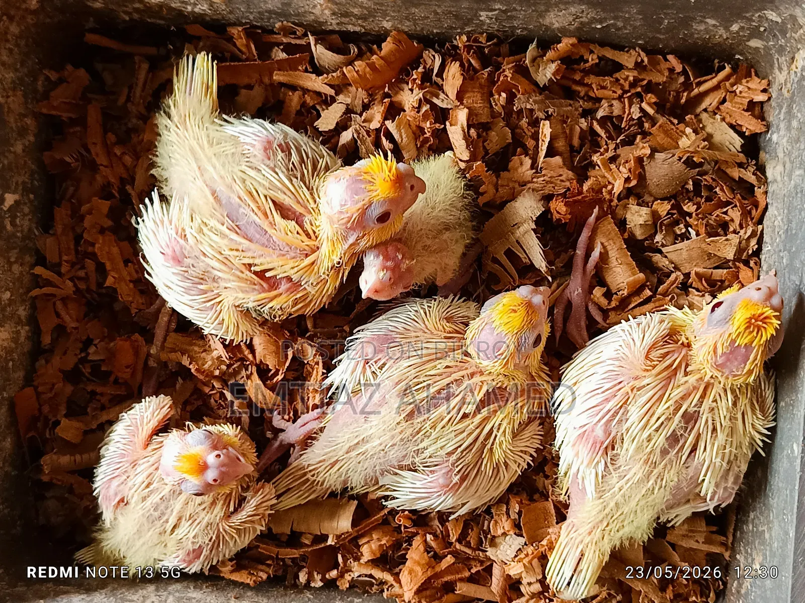 Tame size Lutino Cockatiel