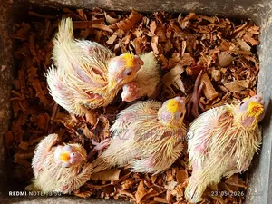Tame size Lutino Cockatiel