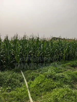 15 Katha Agricultural Land, Nandanpur, Daudkandi