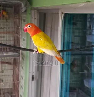 Decino Opaline Love Bird