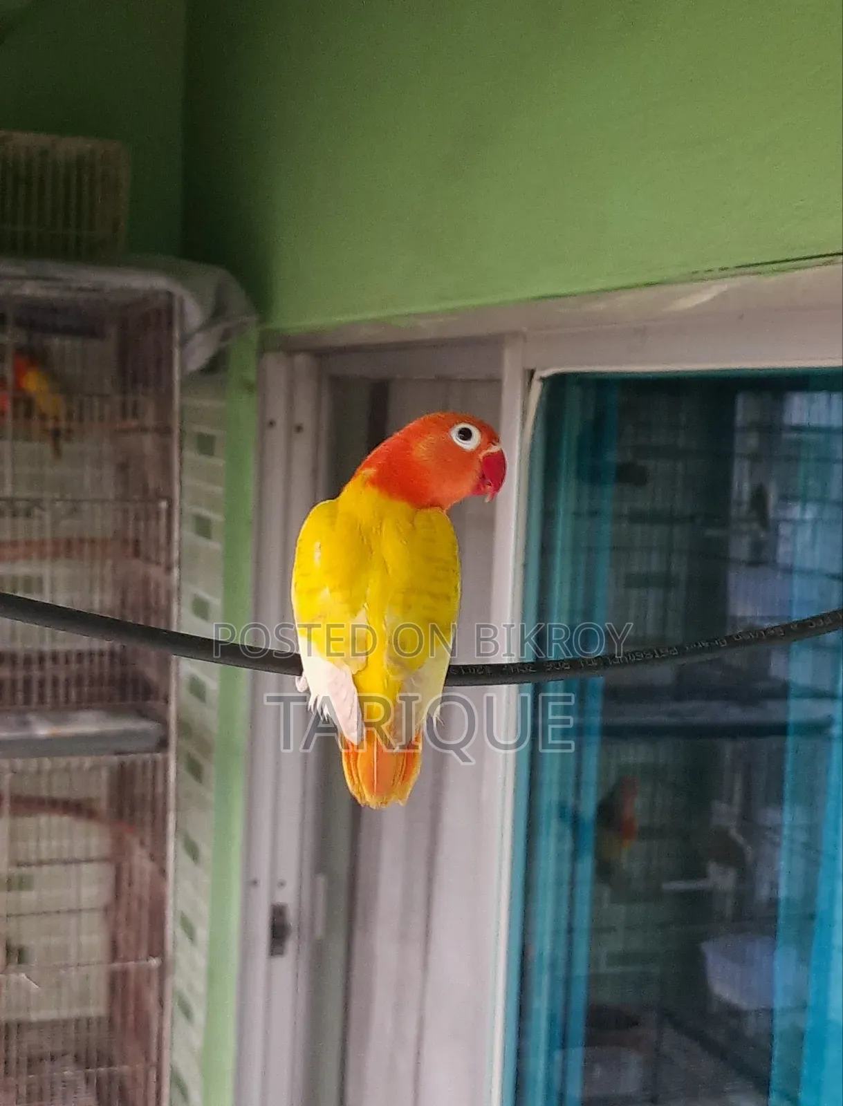 Decino Opaline Love Bird