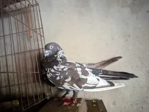Clean Chila Pigeon