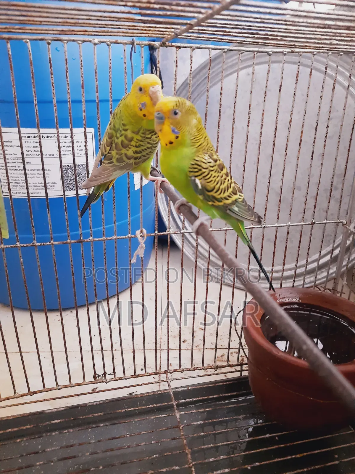 A pair of Budgie birds