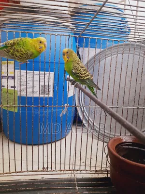 A pair of Budgie birds