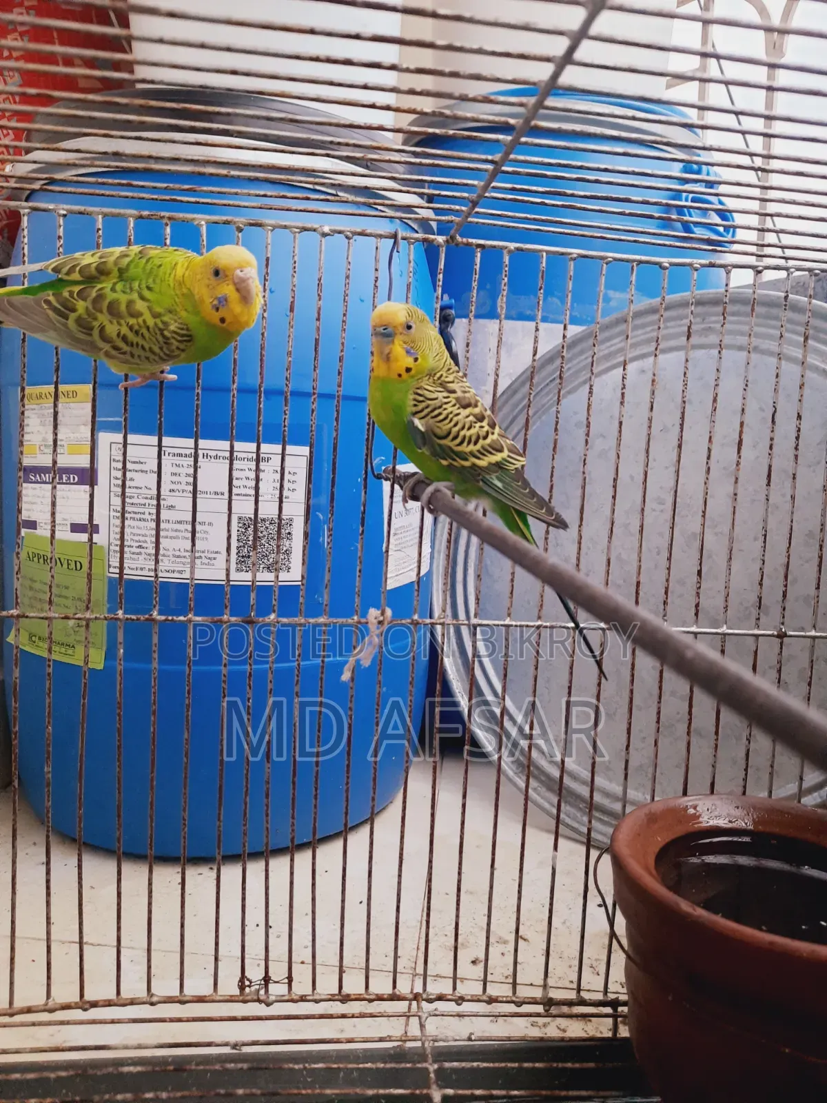 A pair of Budgie birds