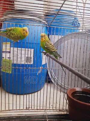 A pair of Budgie birds