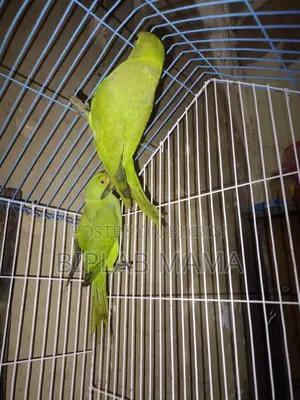 Selling Because I Cannot Give It Time. Has Male and Female. Not Tamed