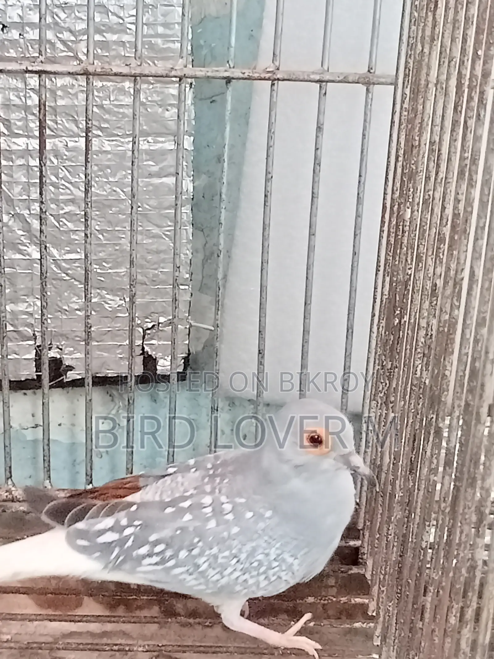 Diamond Dove Full Adult Male