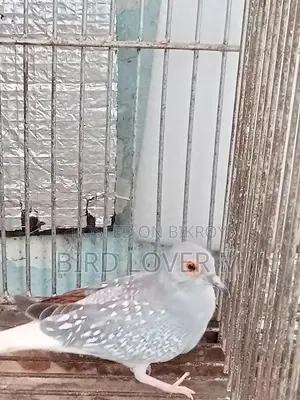 Diamond Dove Full Adult Male