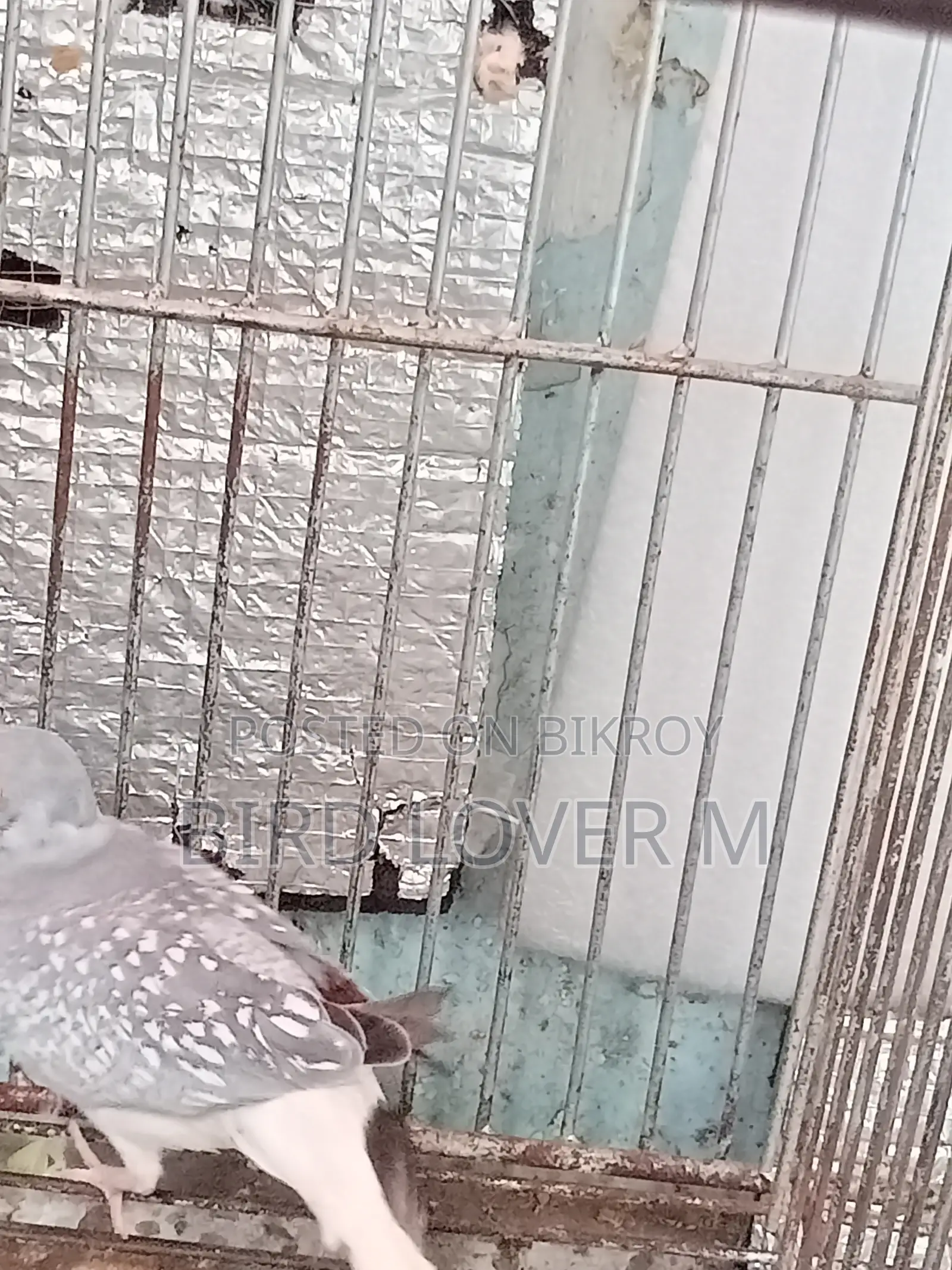 Diamond Dove Full Adult Male