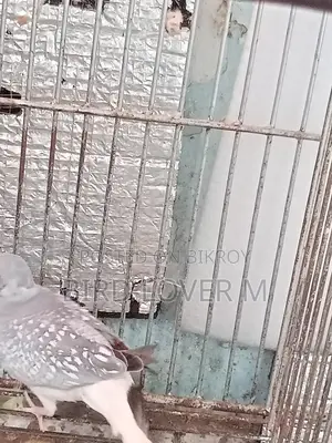 Diamond Dove Full Adult Male