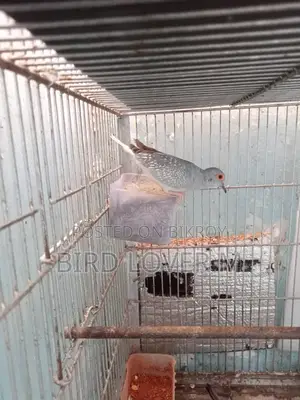Diamond Dove Full Adult Male