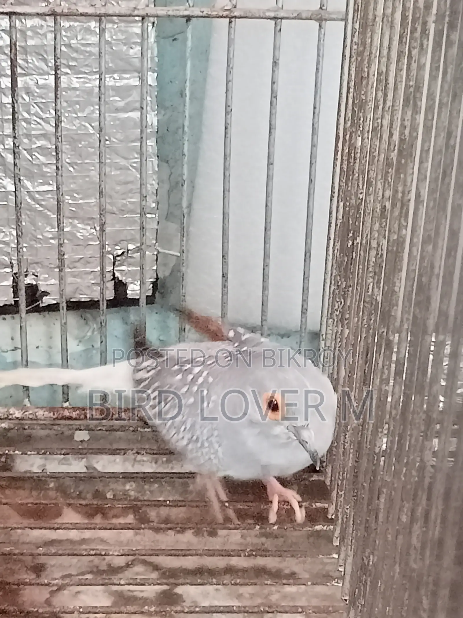 Diamond Dove Full Adult Male