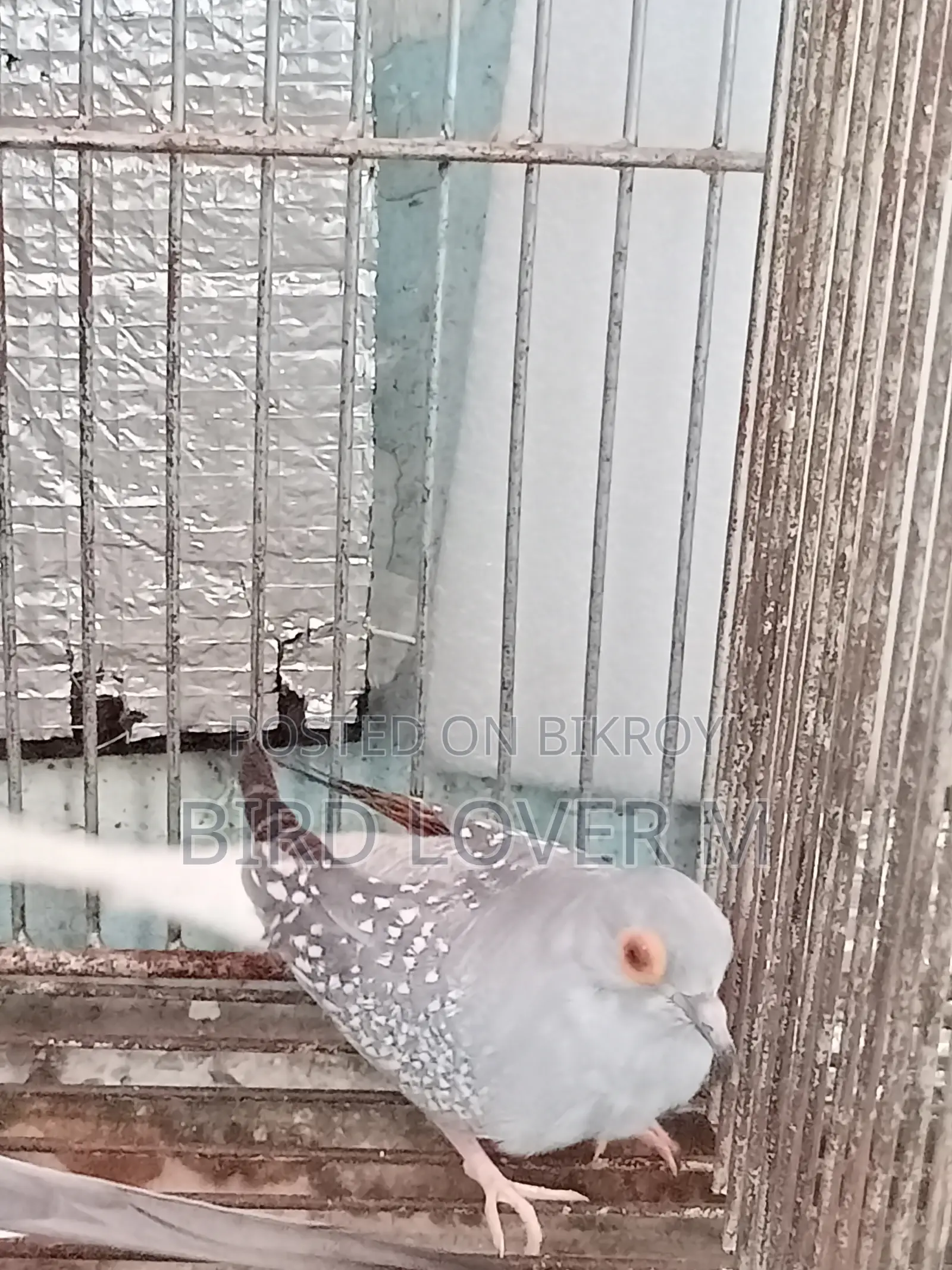 Diamond Dove Full Adult Male