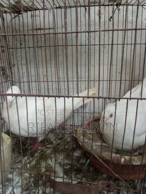 Chuina Chuital Pair