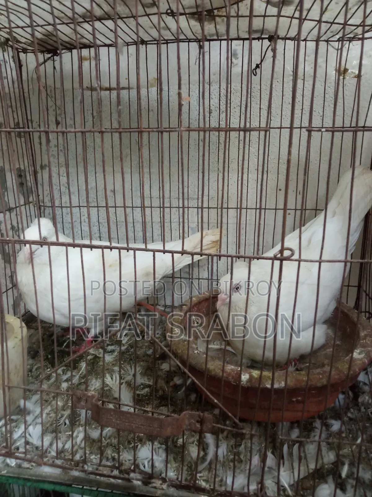 Chuina Chuital Pair