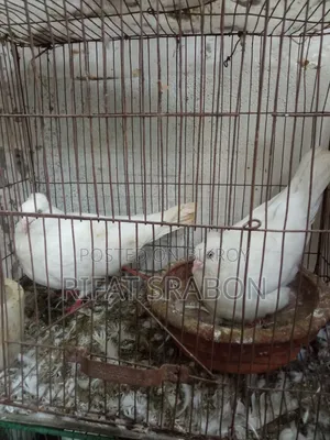 Chuina Chuital Pair