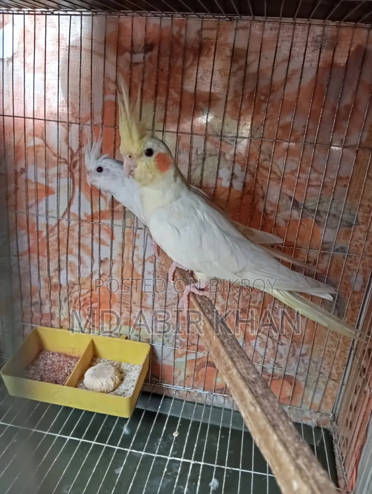 Cockatiel Pet Bird