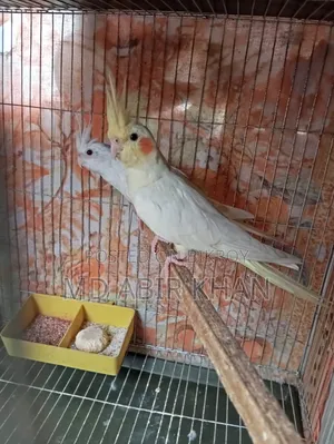 Cockatiel Pet Bird