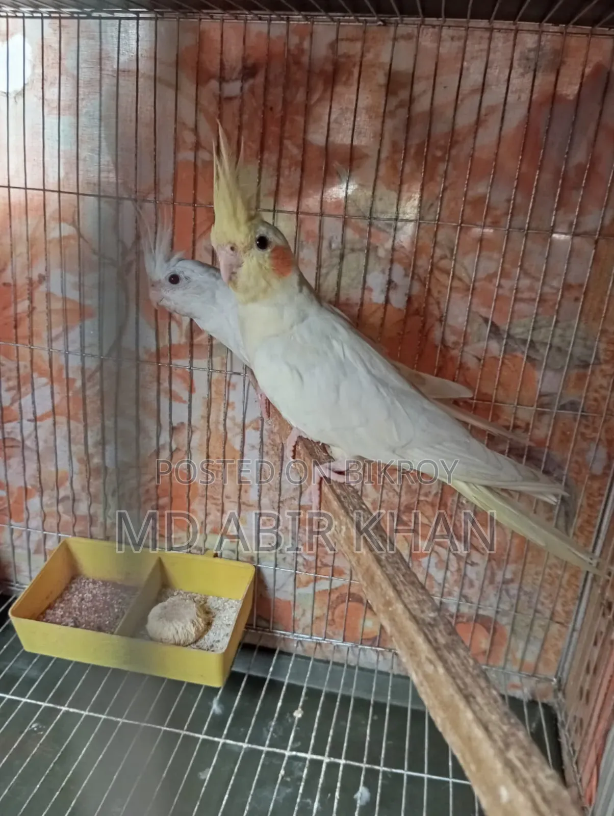 Cockatiel Pet Bird