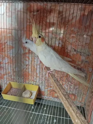 Cockatiel Pet Bird
