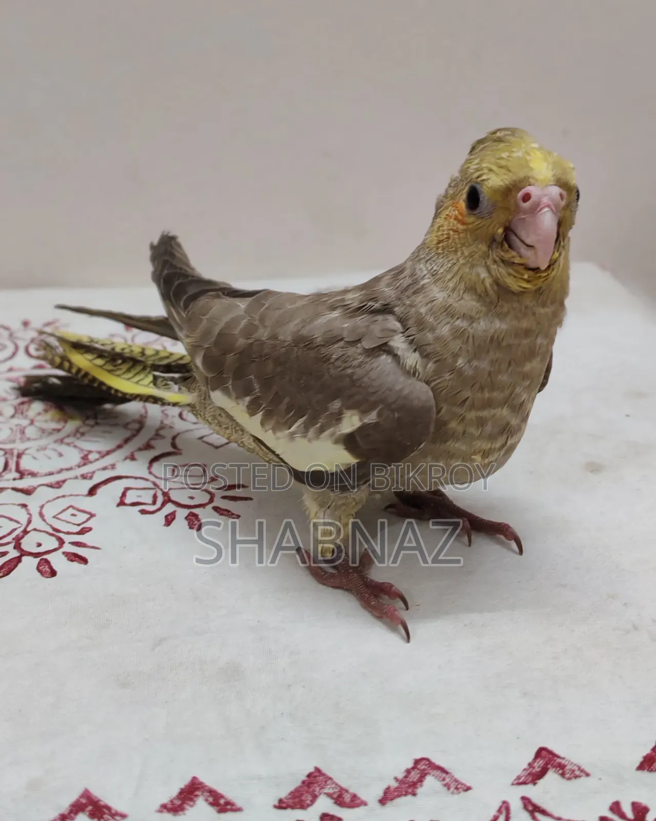 Cockatiel Tame Bird