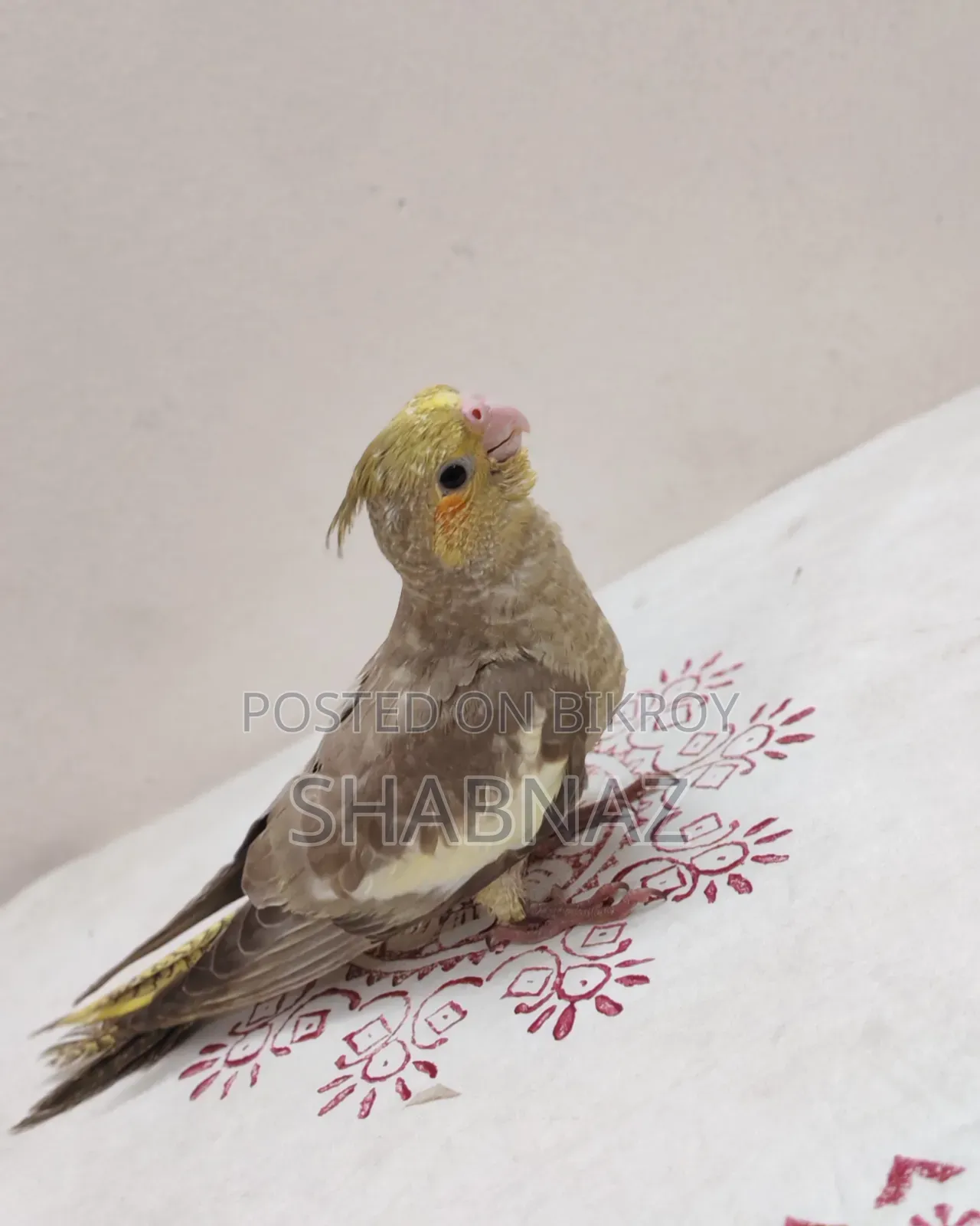 Cockatiel Tame Bird