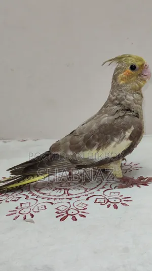 Cockatiel Tame Bird