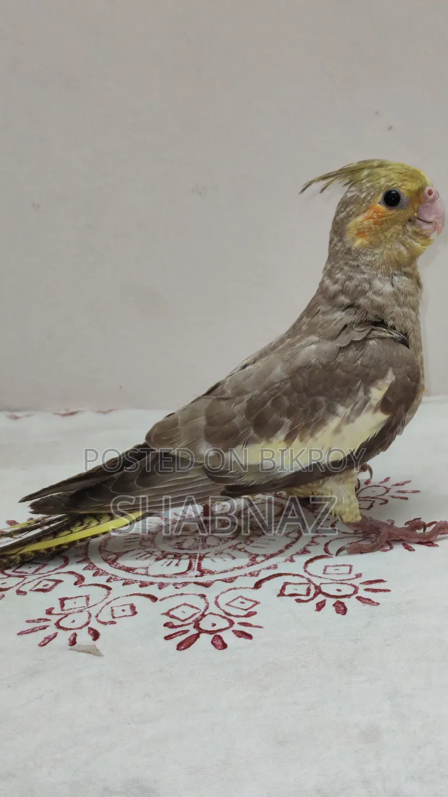 Cockatiel Tame Bird