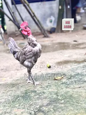 দেশি সুরমা মোরগ মুরগি