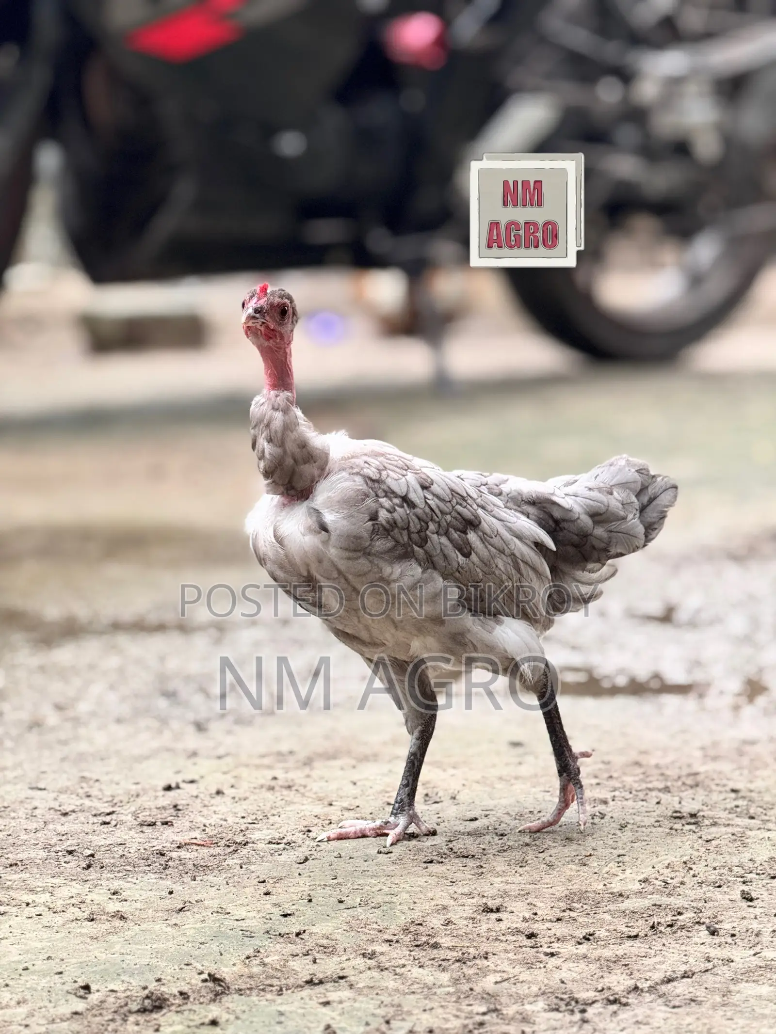 দেশি সুরমা মোরগ মুরগি
