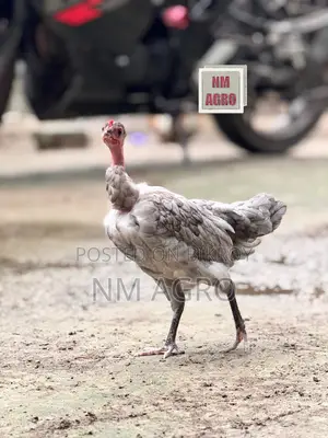 দেশি সুরমা মোরগ মুরগি