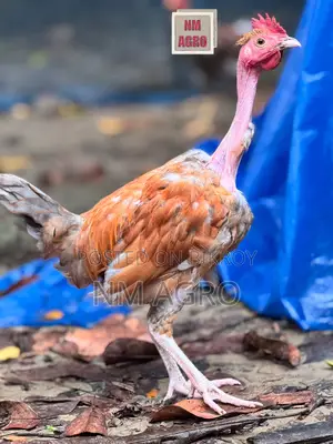 দেশি সুরমা মোরগ মুরগি