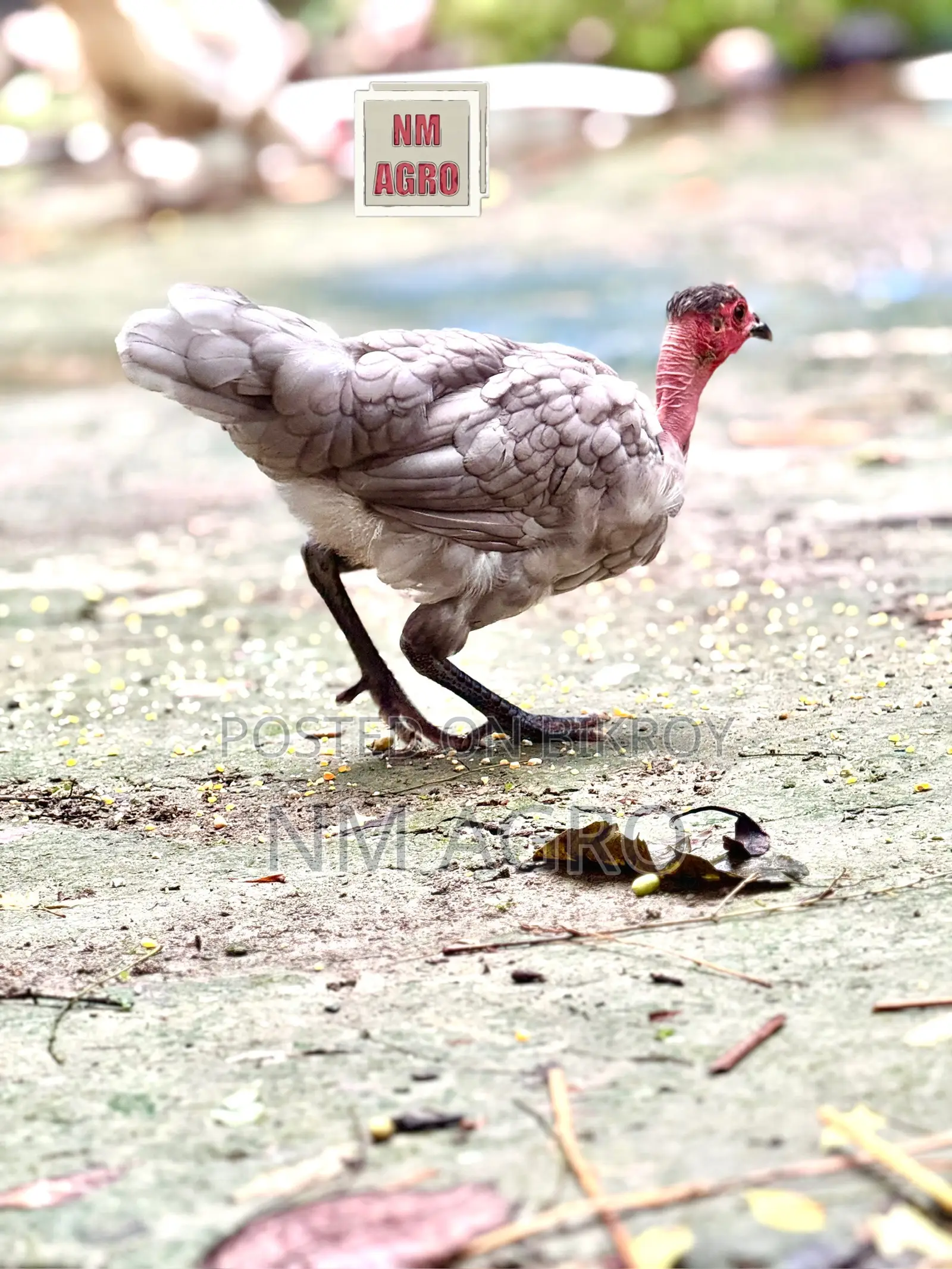দেশি সুরমা মোরগ মুরগি