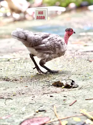 দেশি সুরমা মোরগ মুরগি