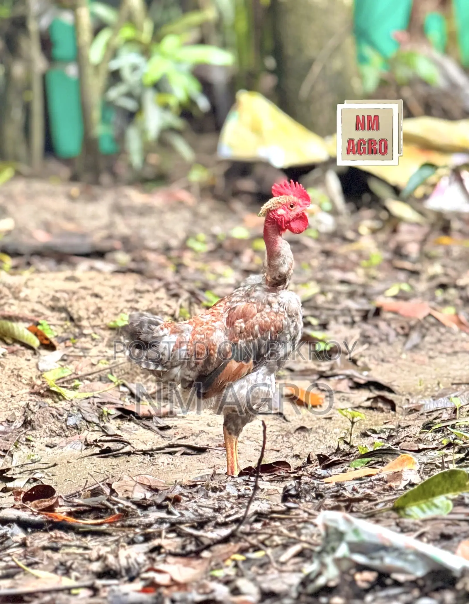 দেশি সুরমা মোরগ মুরগি