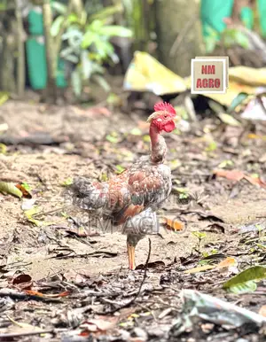 দেশি সুরমা মোরগ মুরগি