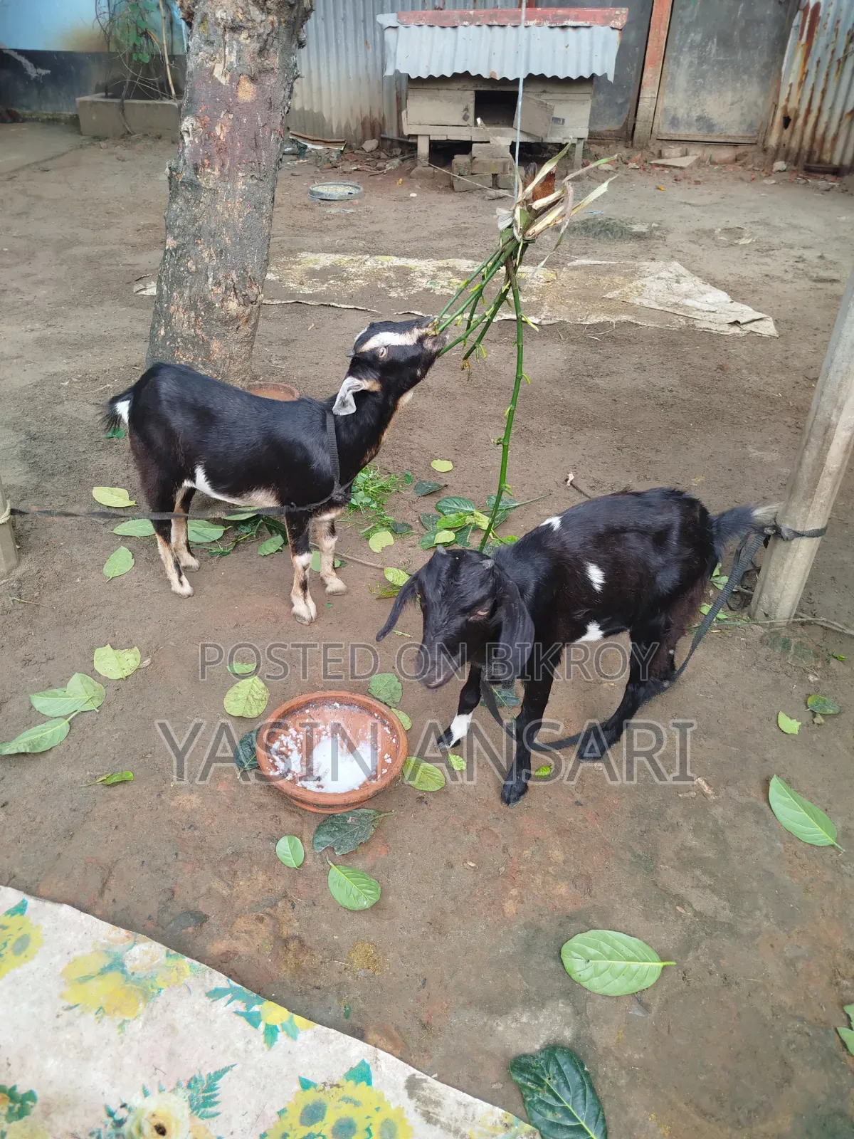 দুইটি ছাগল বিক্রি হবে