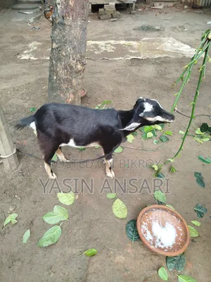 দুইটি ছাগল বিক্রি হবে