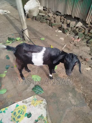 দুইটি ছাগল বিক্রি হবে