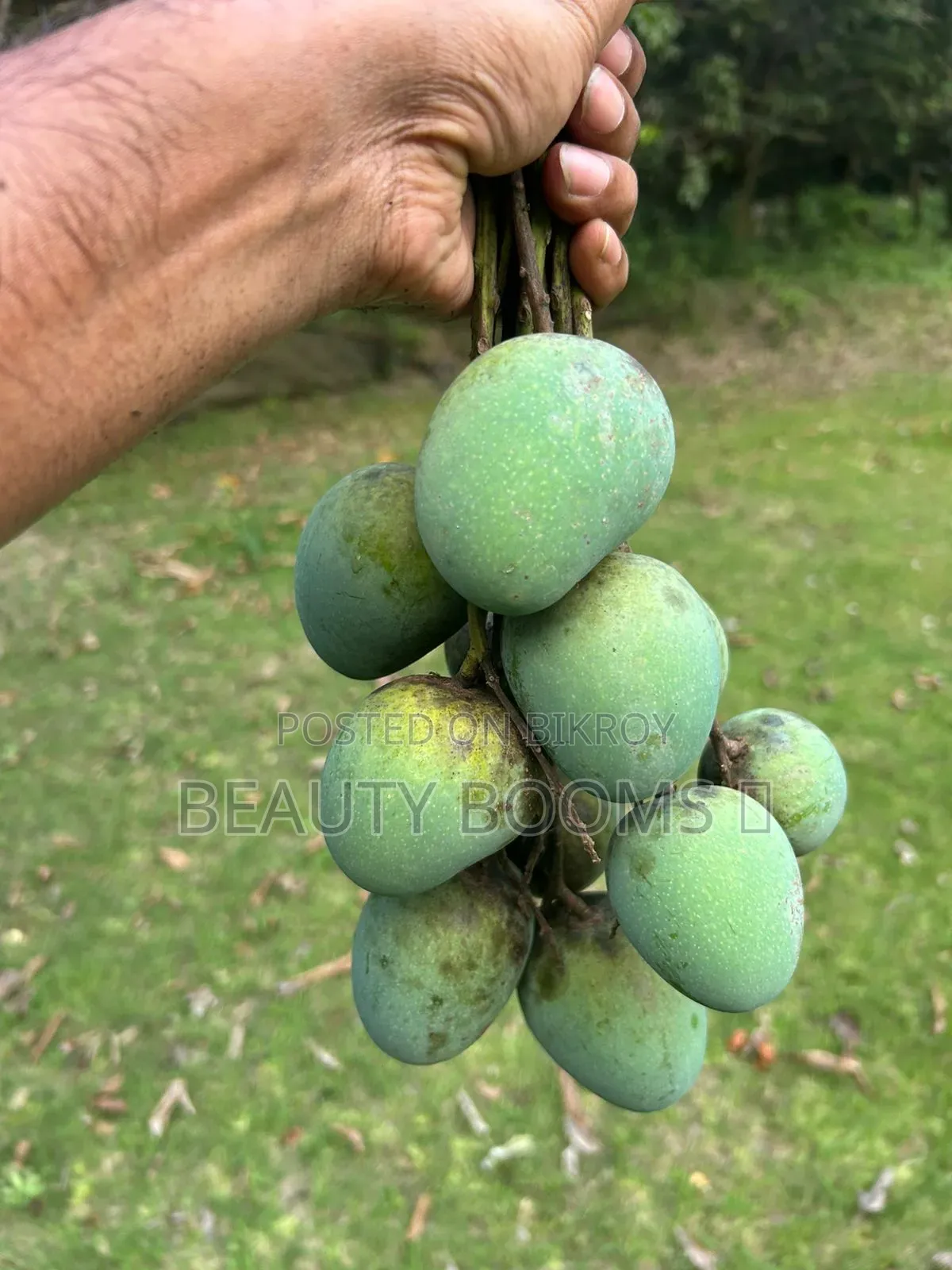 Mangoes for Sale