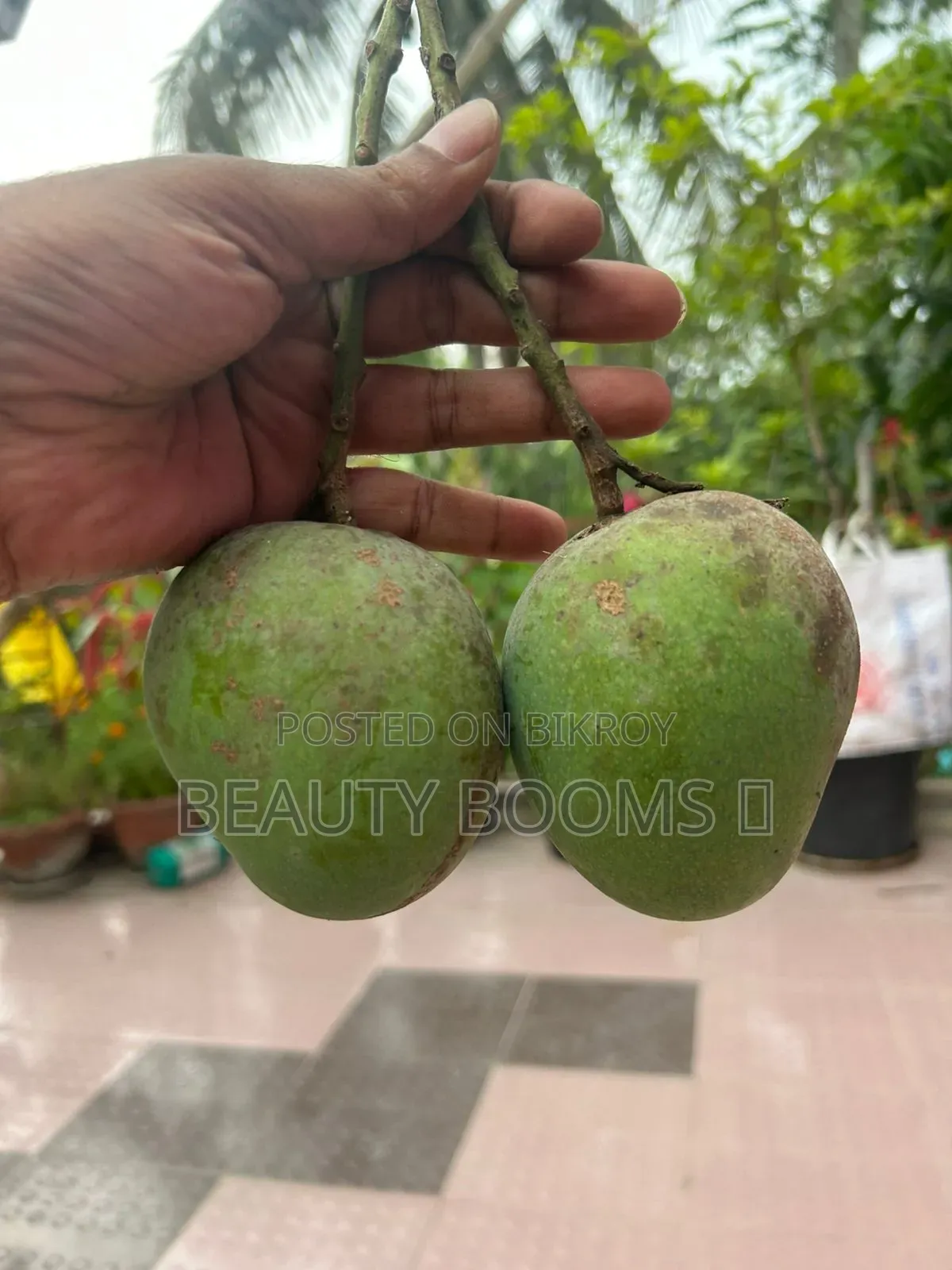 Mangoes for Sale