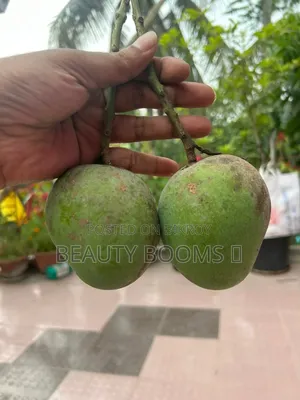 Mangoes for Sale