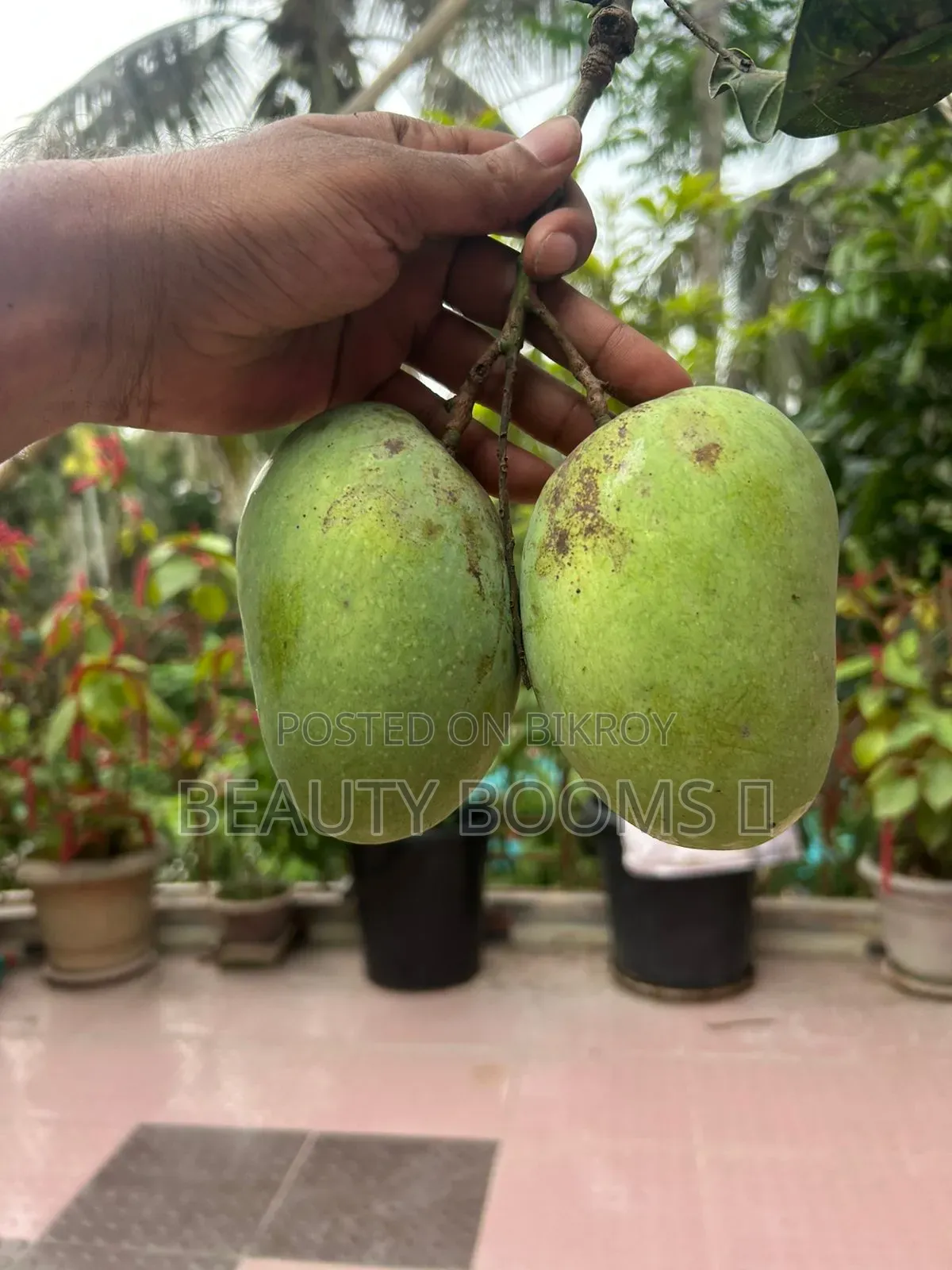 Mangoes for Sale