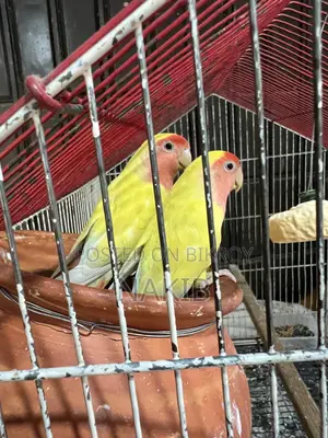 Beautiful and Healthy Lovebird Pair for Sale (with large cage)