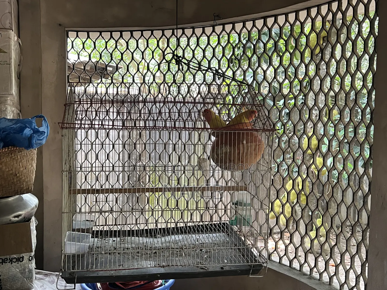 Beautiful and Healthy Lovebird Pair for Sale (with large cage)