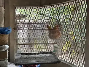 Beautiful and Healthy Lovebird Pair for Sale (with large cage)