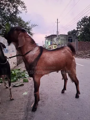 Local Fresh Goat