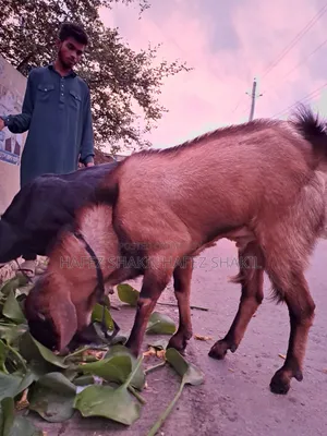 Local Fresh Goat